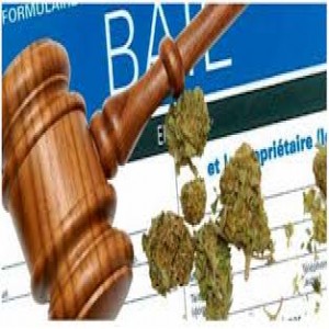 Propriétaires: La loi sur le Cannabis et l'avis de modification au bail